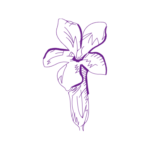 Drawing Animals Drawing Animals