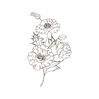 Drawing Animals Drawing Animals