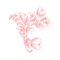 Drawing Animals Drawing Animals