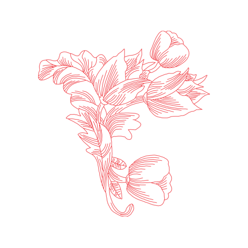 Drawing Animals Drawing Animals