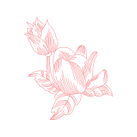 Drawing Animals Drawing Animals