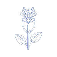 Drawing Animals Drawing Animals