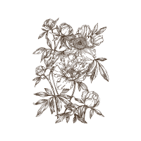 Drawing Animals Drawing Animals