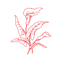 Drawing Animals Drawing Animals