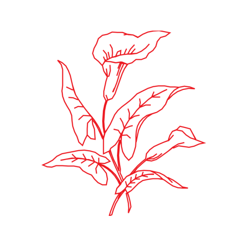 Drawing Animals Drawing Animals