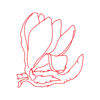 Drawing Animals Drawing Animals