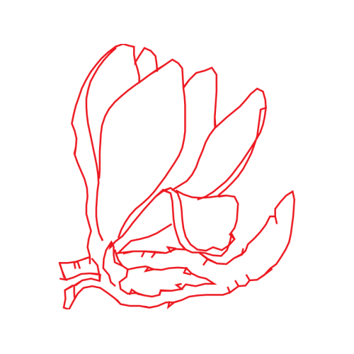 Drawing Animals Drawing Animals