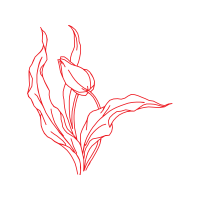 Drawing Animals Drawing Animals