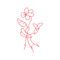 Drawing Animals Drawing Animals