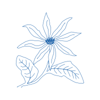 Drawing Animals Drawing Animals