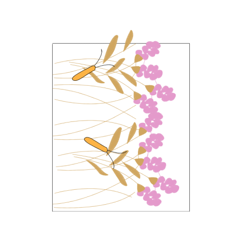 Drawing Animals Drawing Animals