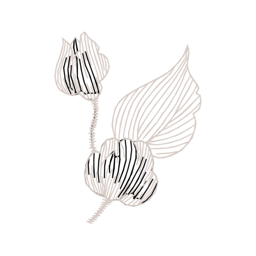 Drawing Animals Drawing Animals