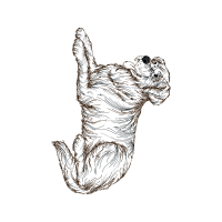 Drawing Animals Drawing Animals