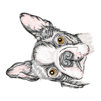 Eastern Cottontail Animals Eastern Cottontail Animals