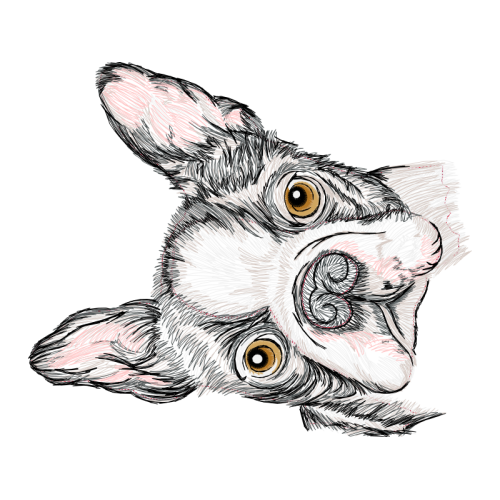 Eastern Cottontail Animals Eastern Cottontail Animals