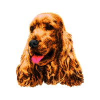 English Cocker Spaniel Animals English Cocker Spaniel Animals