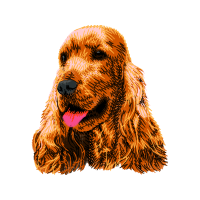 English Cocker Spaniel Animals English Cocker Spaniel Animals