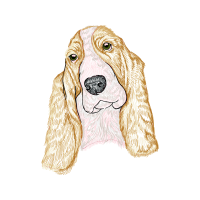 English Cocker Spaniel Animals