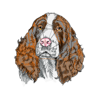 English Cocker Spaniel Animals