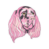 English Cocker Spaniel Animals English Cocker Spaniel Animals