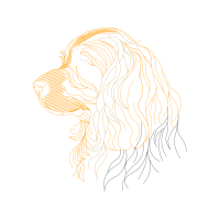 English Cocker Spaniel Animals English Cocker Spaniel Animals