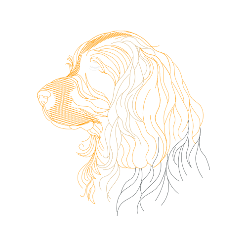 English Cocker Spaniel Animals English Cocker Spaniel Animals