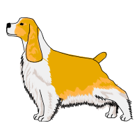 English Cocker Spaniel Animals