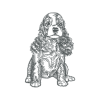 English Cocker Spaniel Animals English Cocker Spaniel Animals