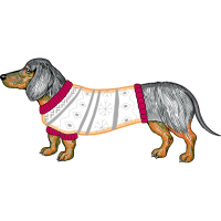 English Cocker Spaniel Animals English Cocker Spaniel Animals