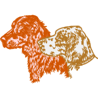 English Cocker Spaniel Animals