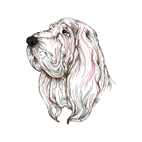 English Cocker Spaniel Animals English Cocker Spaniel Animals