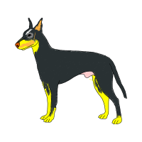 English Toy Terrier Black Tan Animals