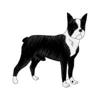 English White Terrier Animals