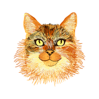 European Shorthair Animals European Shorthair Animals