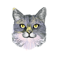 European Shorthair Animals