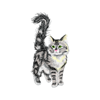 European Shorthair Animals