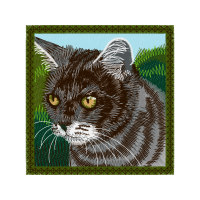 European Shorthair Animals