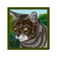 European Shorthair Animals