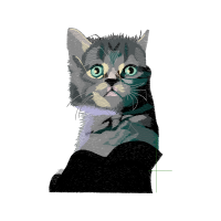 European Shorthair Animals European Shorthair Animals