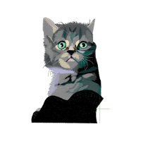 European Shorthair Animals European Shorthair Animals