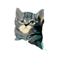 European Shorthair Animals