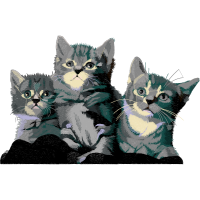 European Shorthair Animals European Shorthair Animals