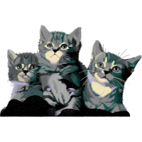 European Shorthair Animals