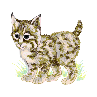 European Shorthair Animals