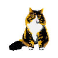 European Shorthair Animals