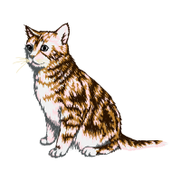 European Shorthair Animals European Shorthair Animals