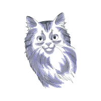 European Shorthair Animals European Shorthair Animals