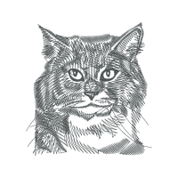 European Shorthair Animals European Shorthair Animals