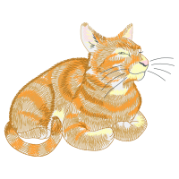 European Shorthair Animals European Shorthair Animals