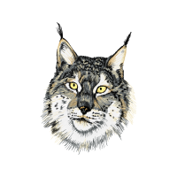 European Shorthair Animals